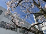 Cherry trees