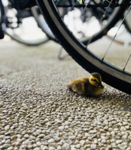 stray baby Spot-billed ducks