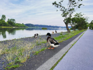 Enjoy walking in the morning 