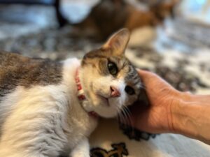 my grandmother’s cat
