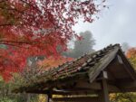 The autumn leaves
